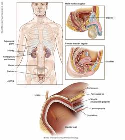 Bladder-1